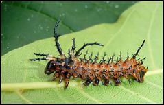 Citheronia splendens sinaloensis