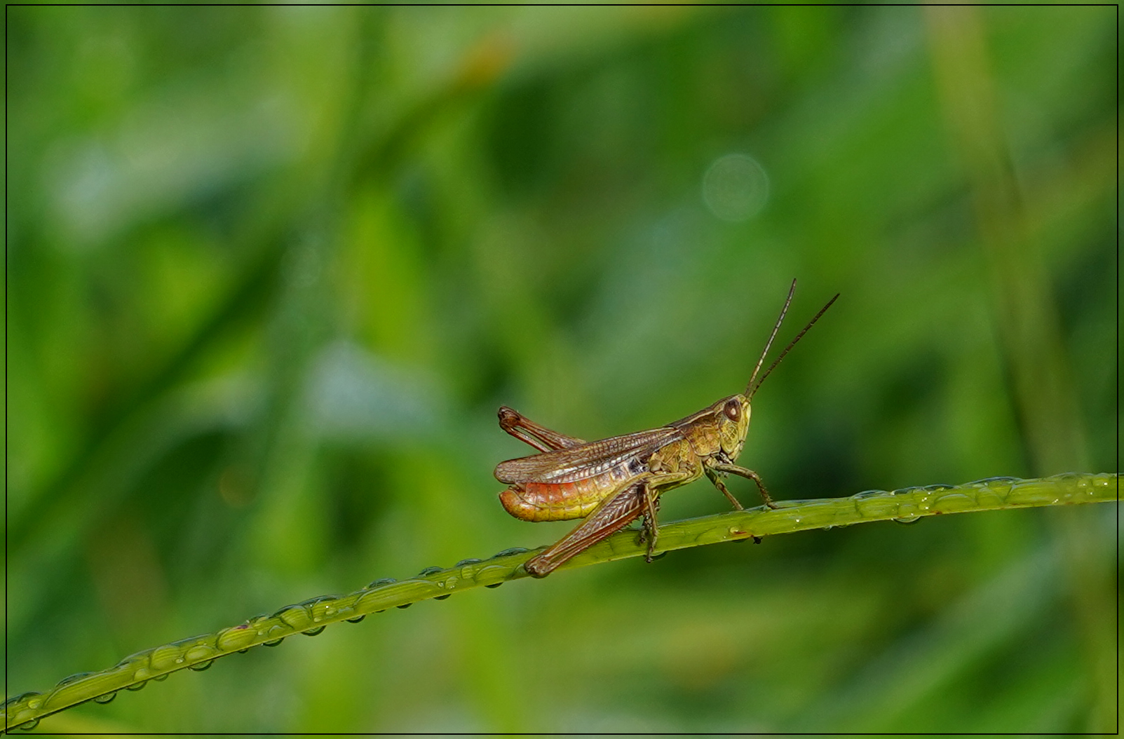 citizen of meadow