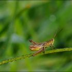 citizen of meadow