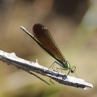 Citoyenne libellule (poème )