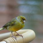 Citril finch