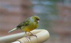 Citril finch