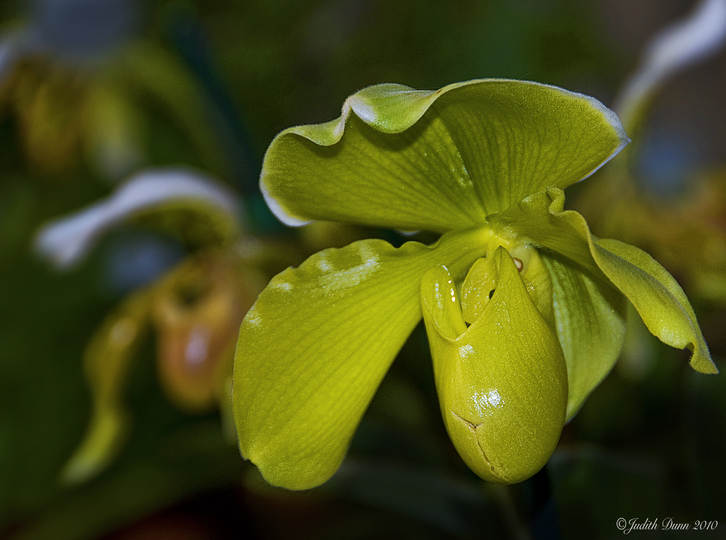 ... " Citrine Orchid" ...