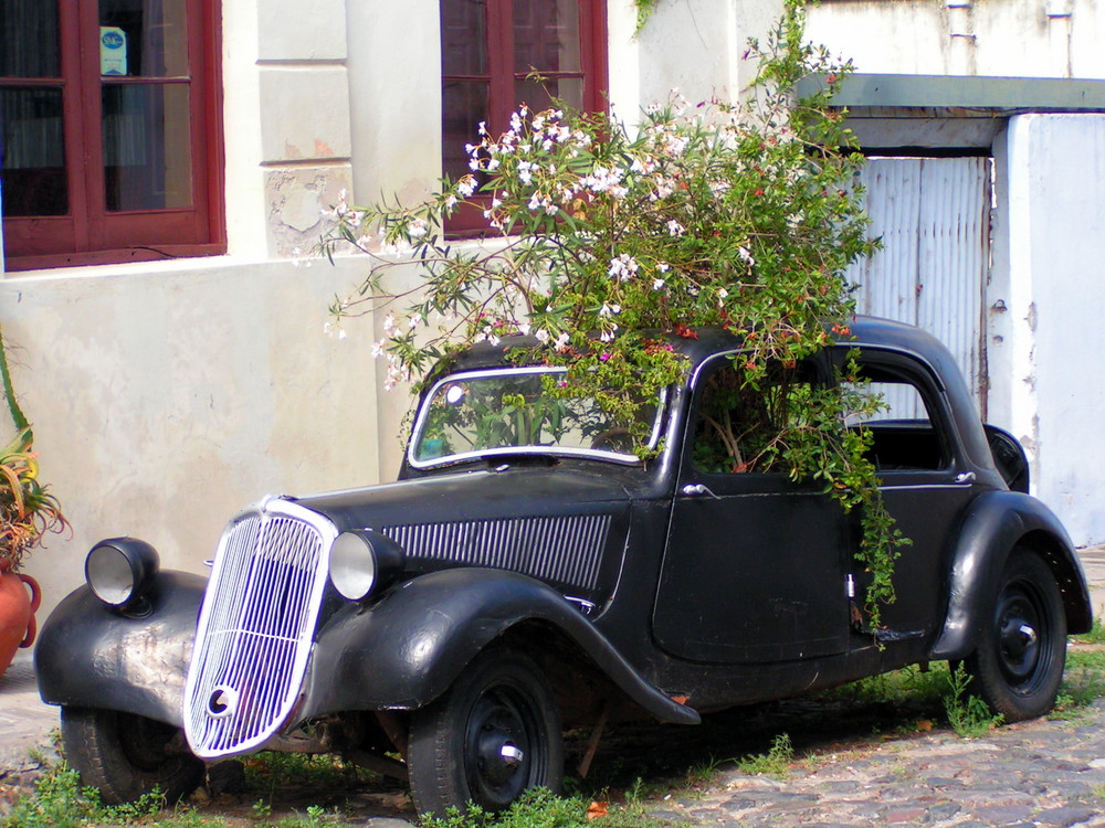 Citroen Garden