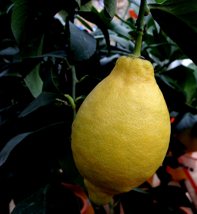 citron