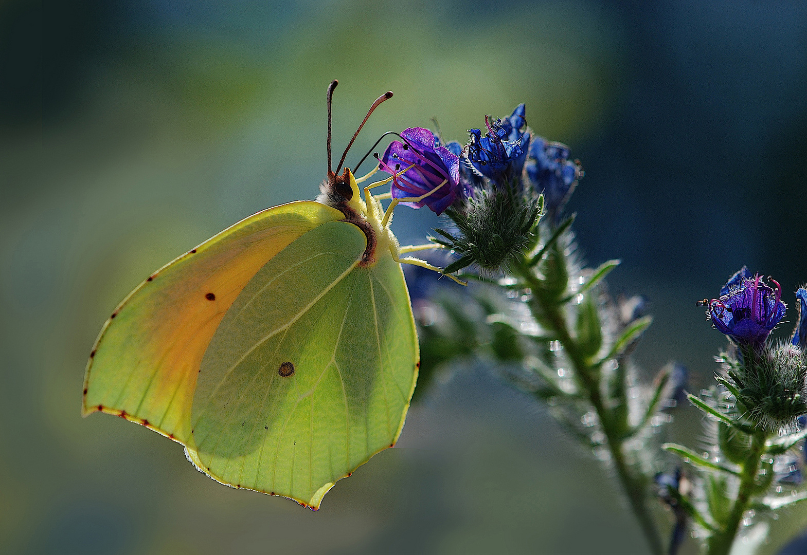 CITRON DE PROVENCE photo et image animaux, animaux sauvages, nature
