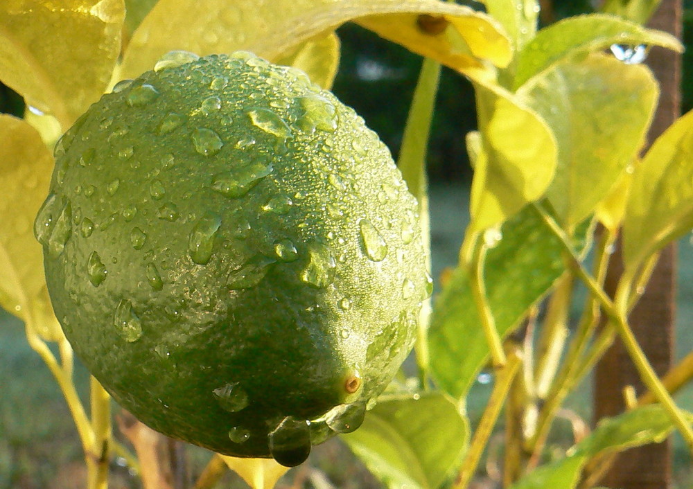 Citron du matin