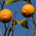 Citron sur Ciel d'Azur - Zitrone auf Himmelsblauhimmel à MENTON (06)