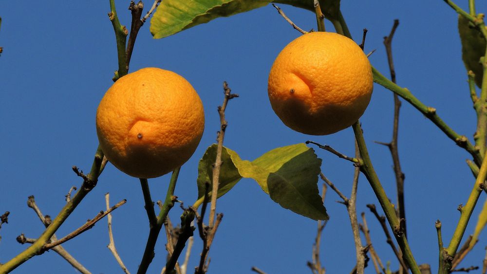 Citron sur Ciel d'Azur - Zitrone auf Himmelsblauhimmel à MENTON (06)