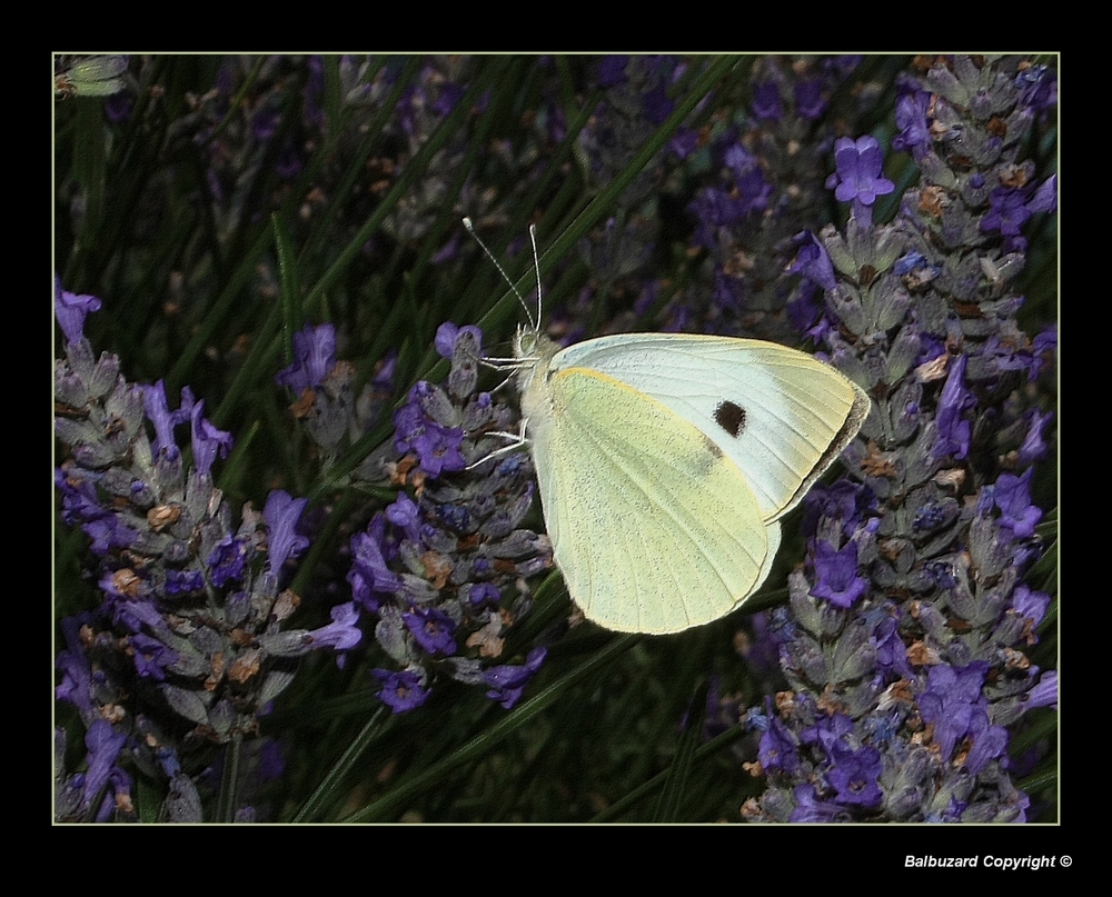 " Citron sur fond de fleurs de lavande "