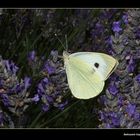 " Citron sur fond de fleurs de lavande "