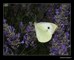 " Citron sur fond de fleurs de lavande "