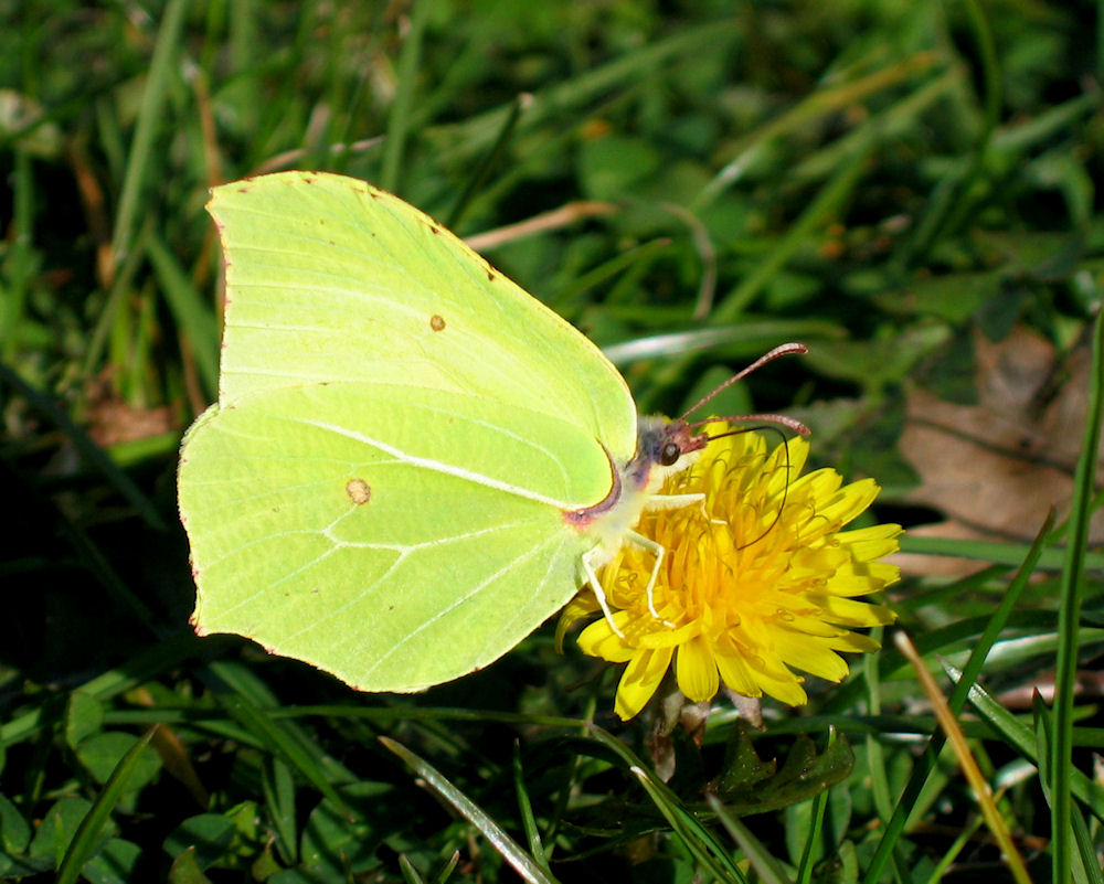 Citron sur une fleur de pissenlit