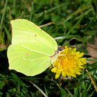 Citron sur une fleur de pissenlit