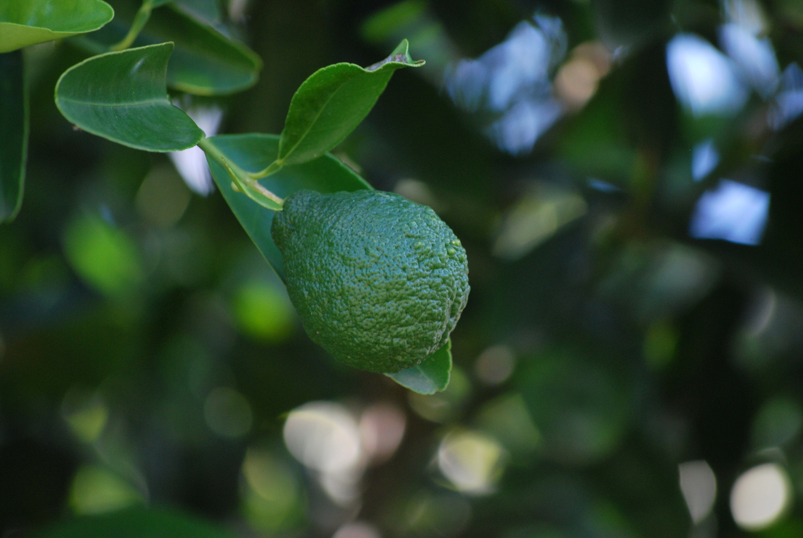 Citron vert (Lime)