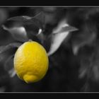Citrone