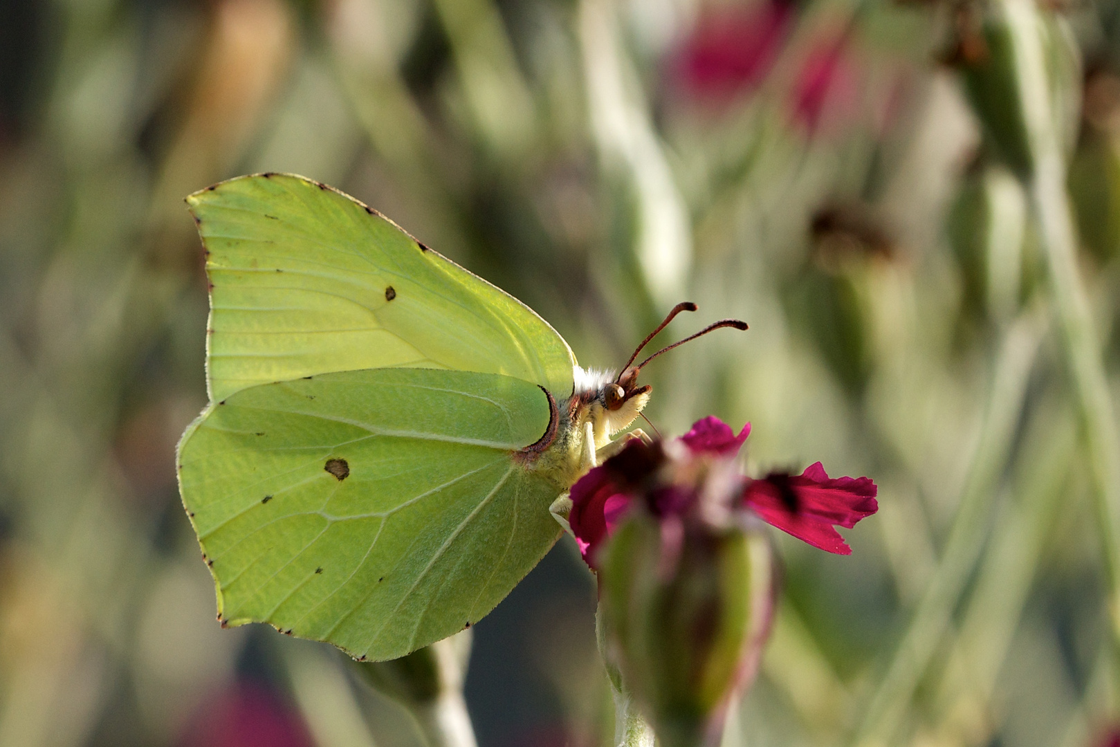 Citronello Wunscht Euch Einen Schonen Donnerstag Foto Bild Tiere Wildlife Schmetterlinge Bilder Auf Fotocommunity