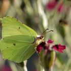 Citronello wünscht Euch einen schönen Donnerstag