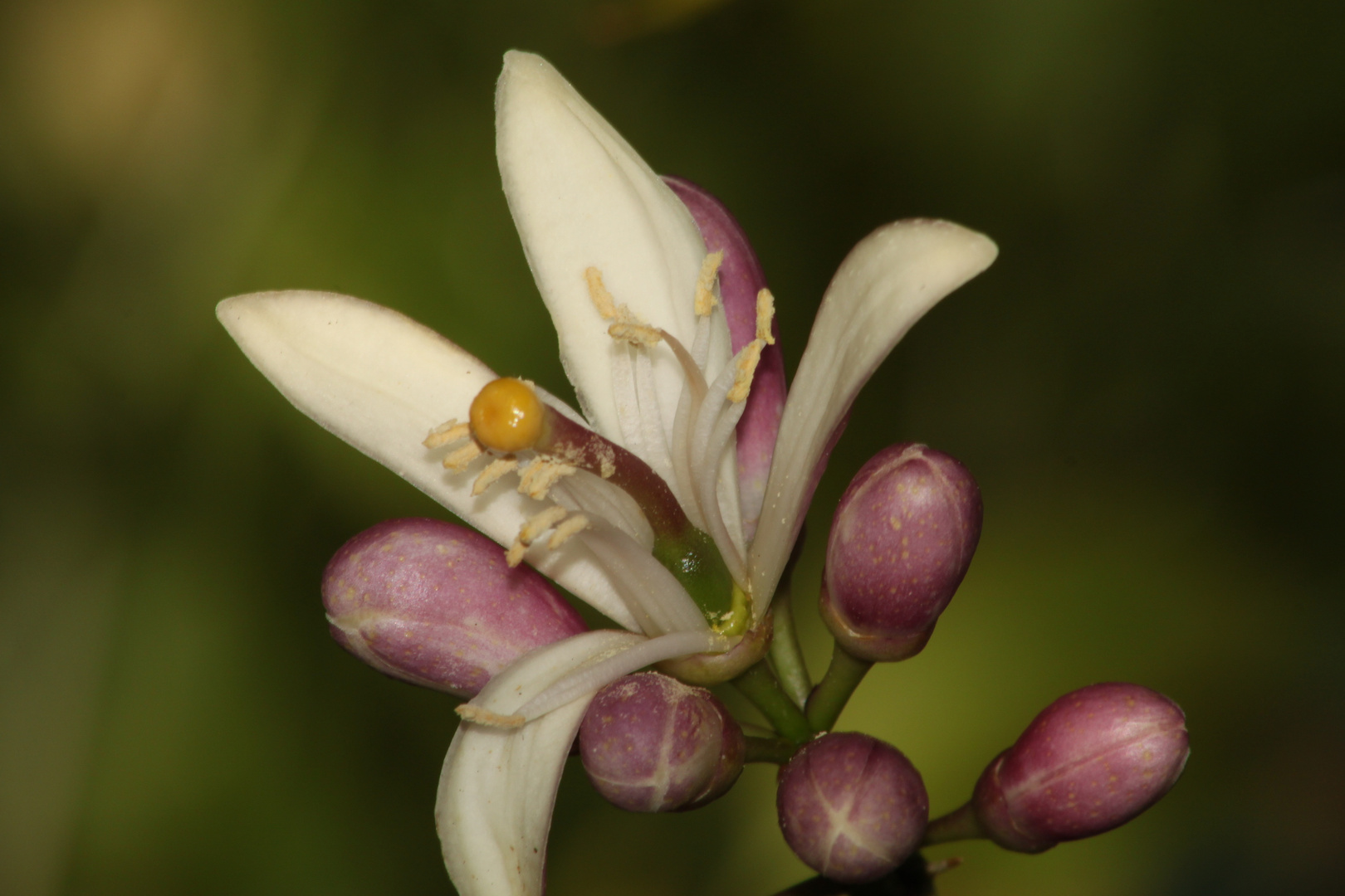 Citronenblüte