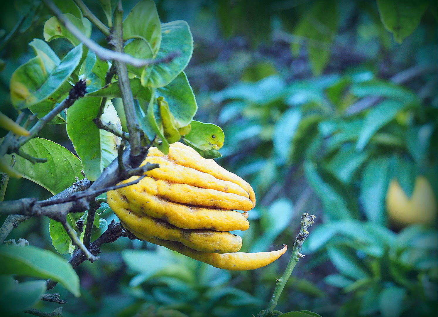 Citronnier Main de Bouddha