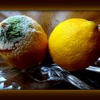 Citrons (suite)