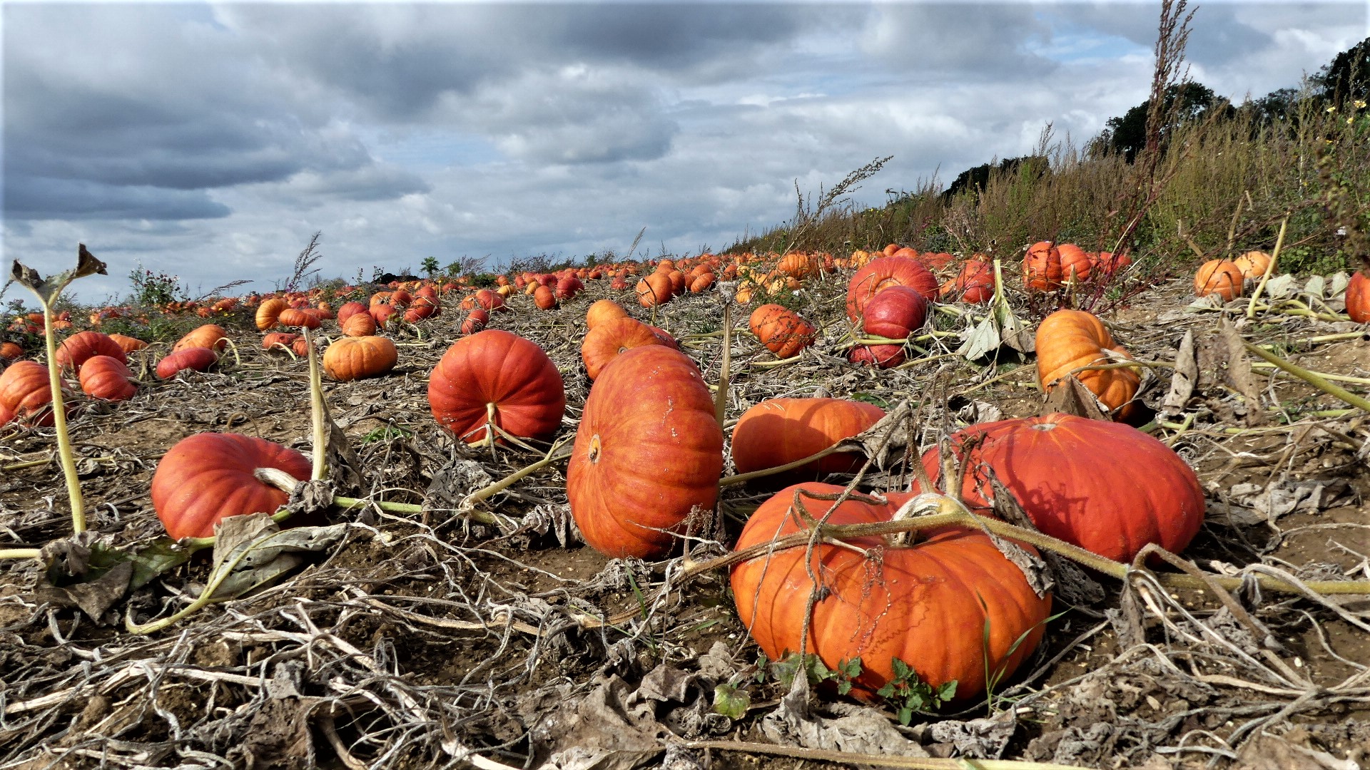 Citrouilles d' Ennemain