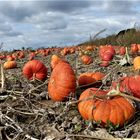 Citrouilles d' Ennemain