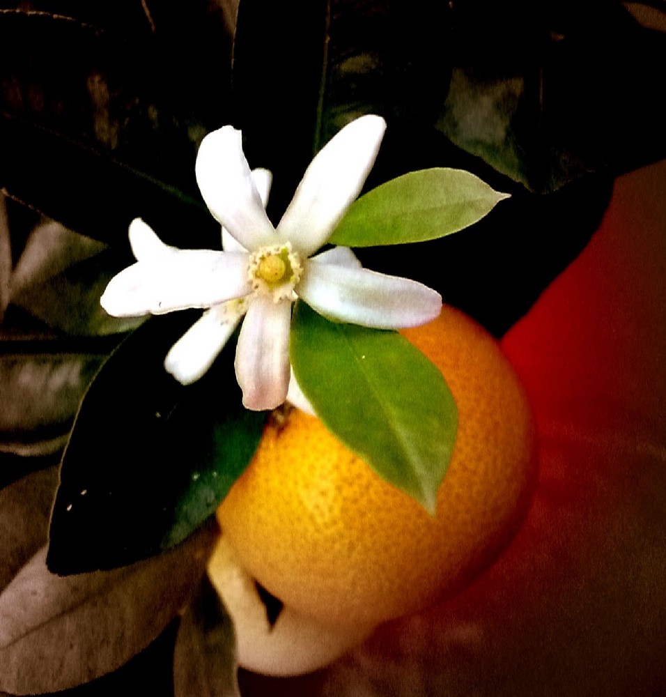 Citrus Calamondin Blüte und Frucht