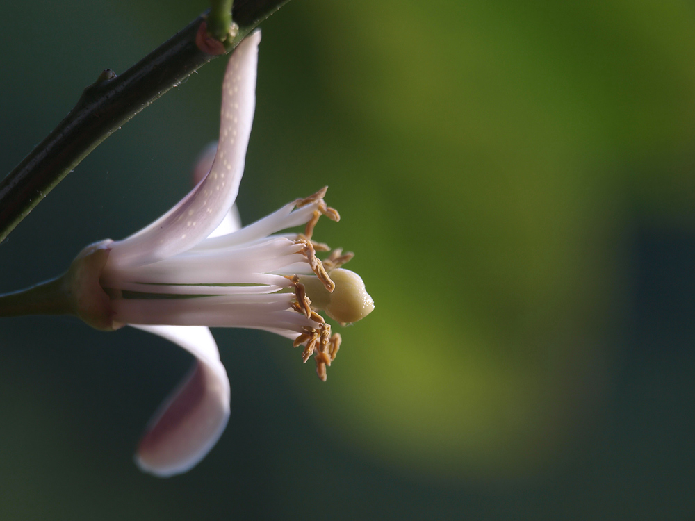 Citrusblüte