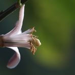 Citrusblüte