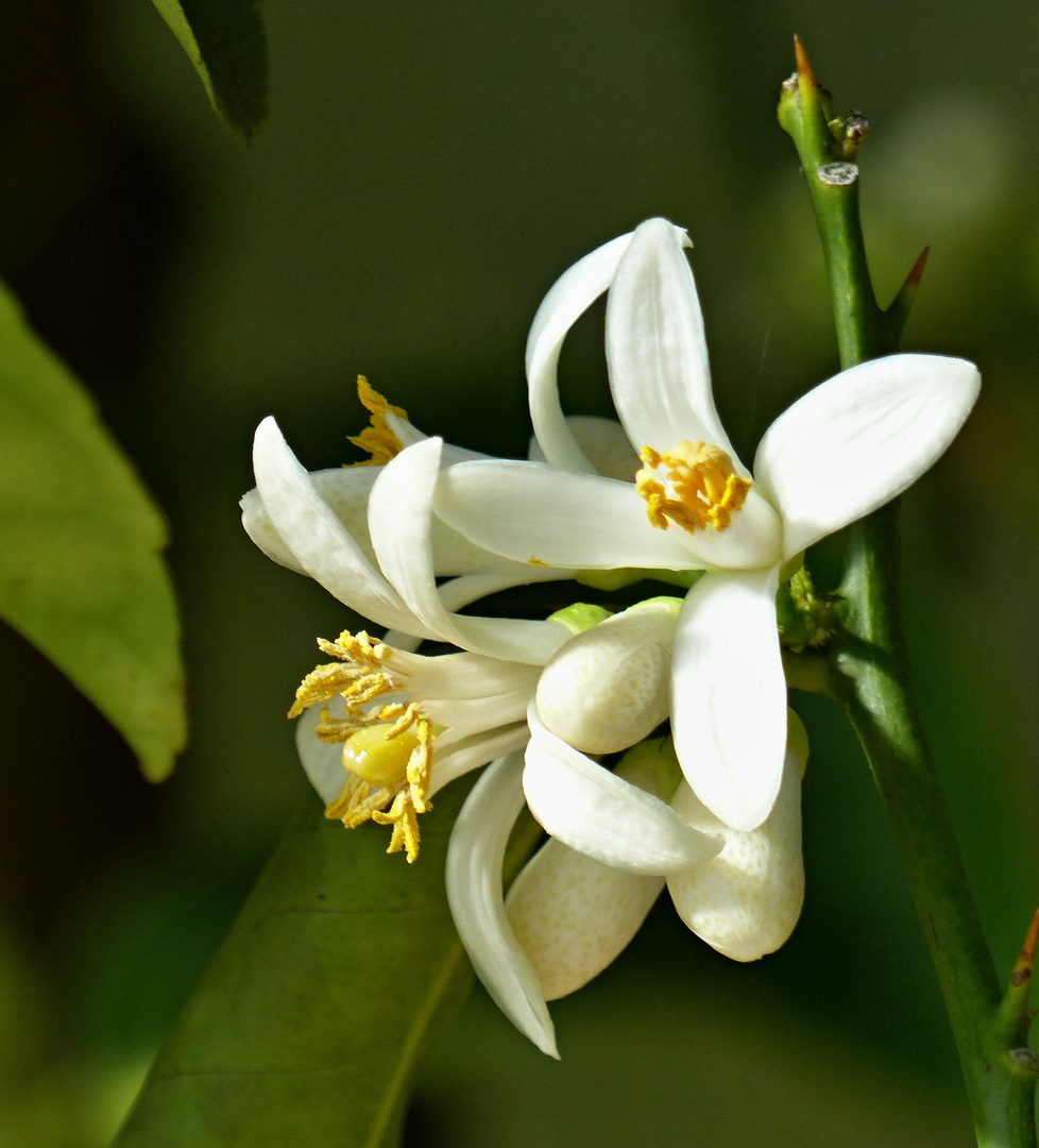 Citrusblüten