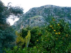 Citrusfrüchte in kretischer Höhenlage