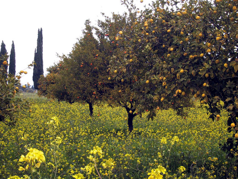Citrusplantage auf Zypern