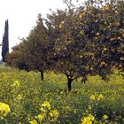 Citrusplantage auf Zypern