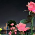 City and Flower Lights