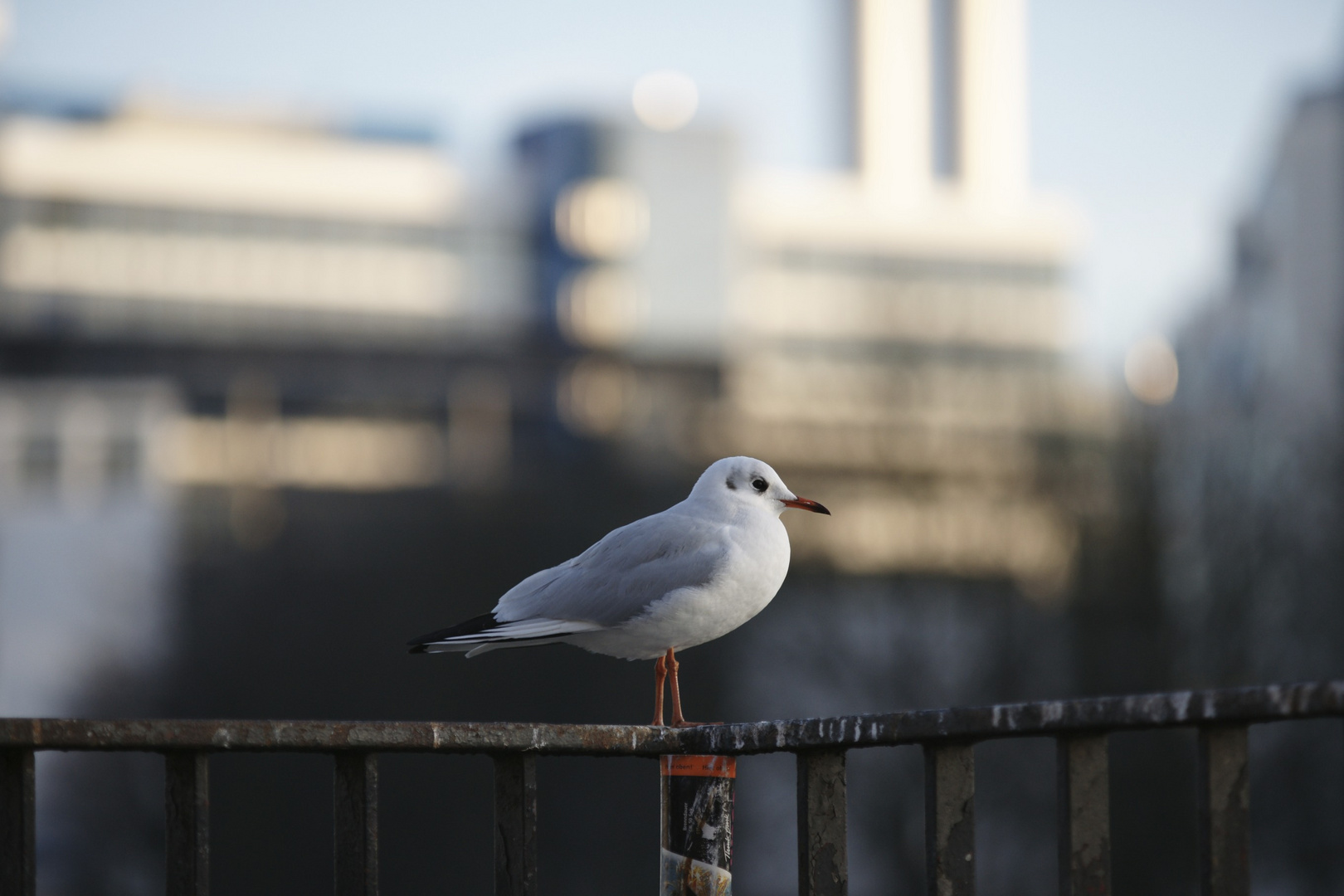 City Bird