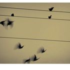 City Birds 2