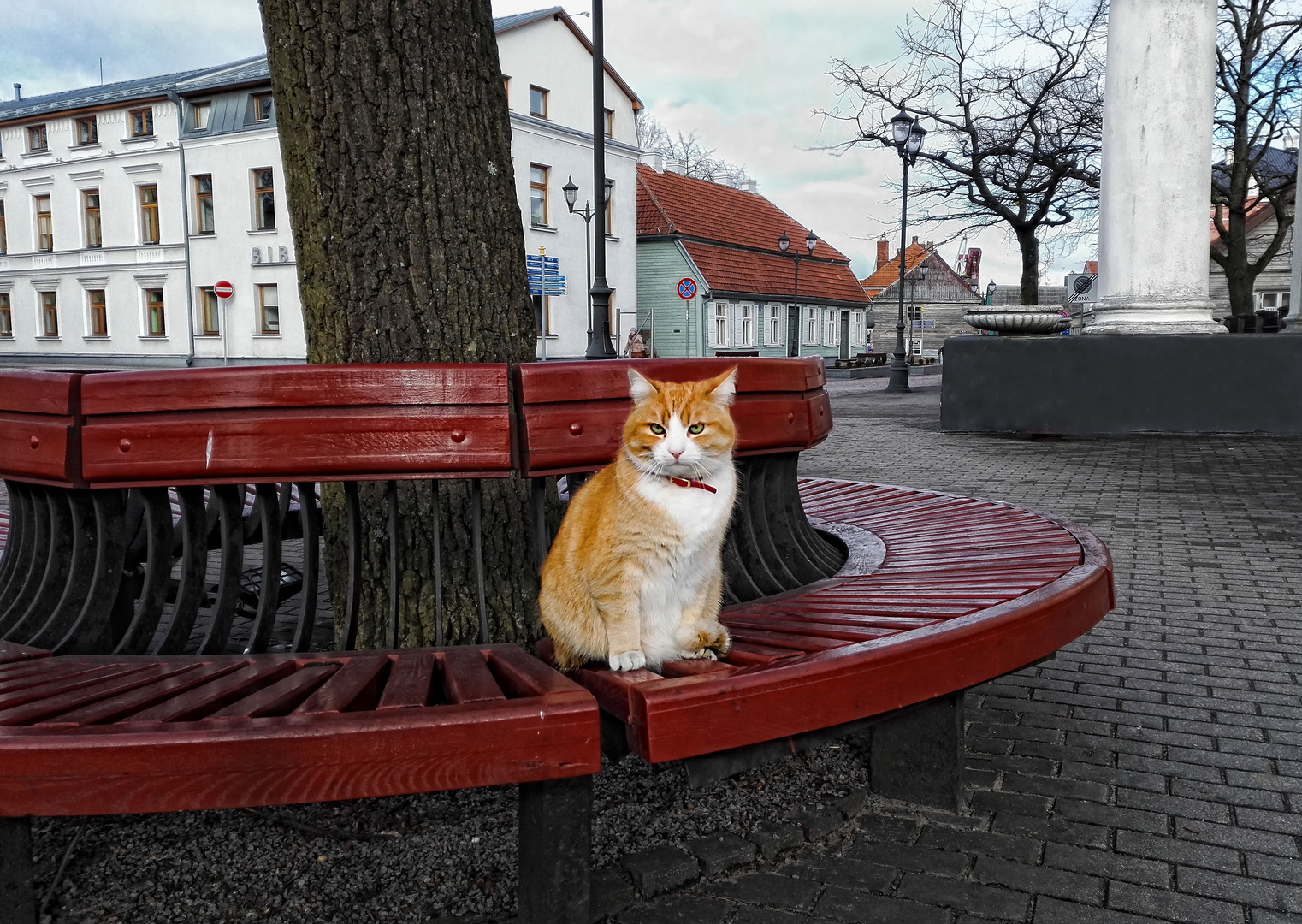 City Cat