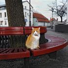 City Cat