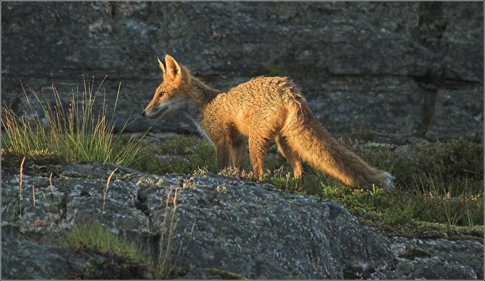 City Fox