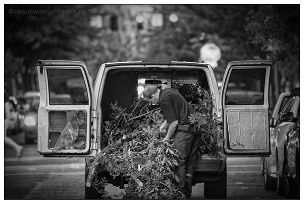 City Gardener