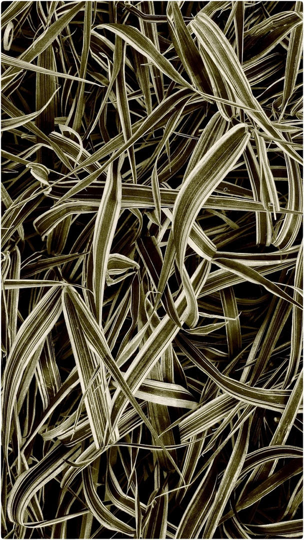 city grasses #2