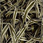 city grasses #2