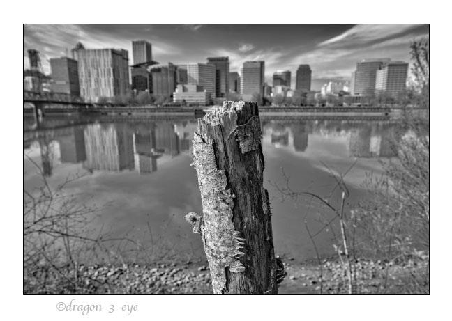 City Mushrooms 