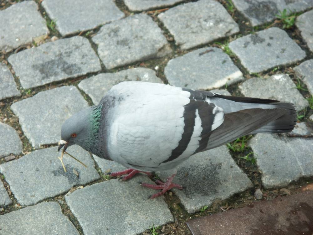 City pigeon