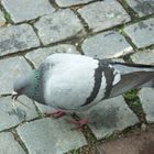 City pigeon