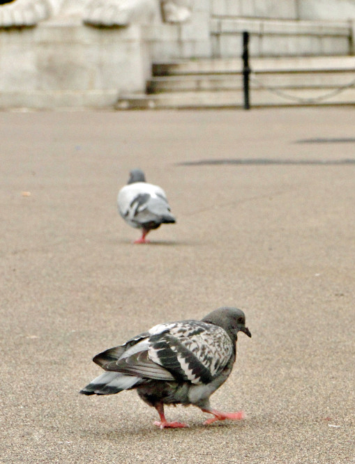 City Pigeons