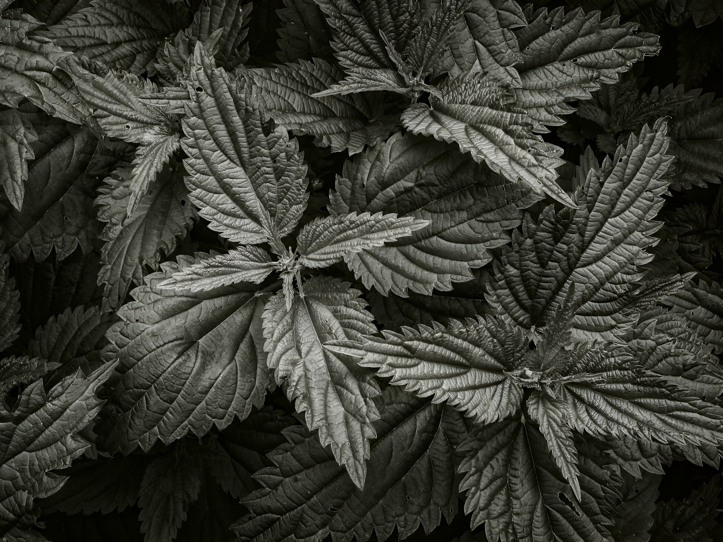 city plants #4