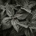 city plants #4
