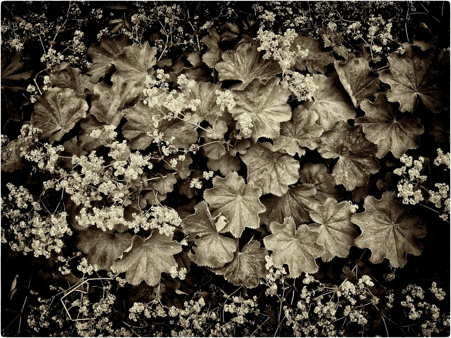 city plants #5